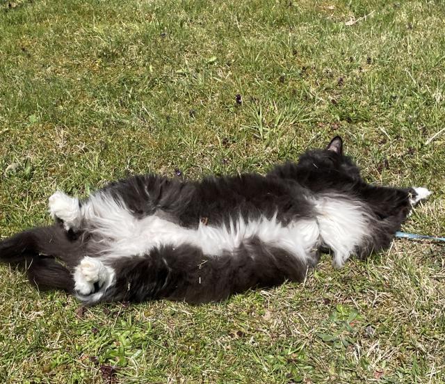 Vyh��v�m si ko��ek