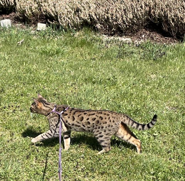 Jdu na pastvu, kone�n� je venku po��dn� tr�va