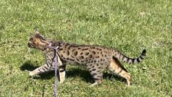 Jdu na pastvu, kone�n� je venku po��dn� tr�va