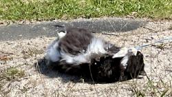 Pudruju si ko��ek 😀