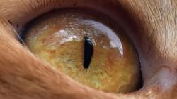 Renata nev�d�la, �e ko�ky maj� na horn�m v��ku �asy :-)