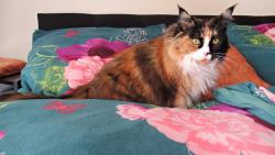 m�m ustl�no na r���ch.