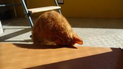 Pot�ebuju se po�kr�bat na tem�nku.