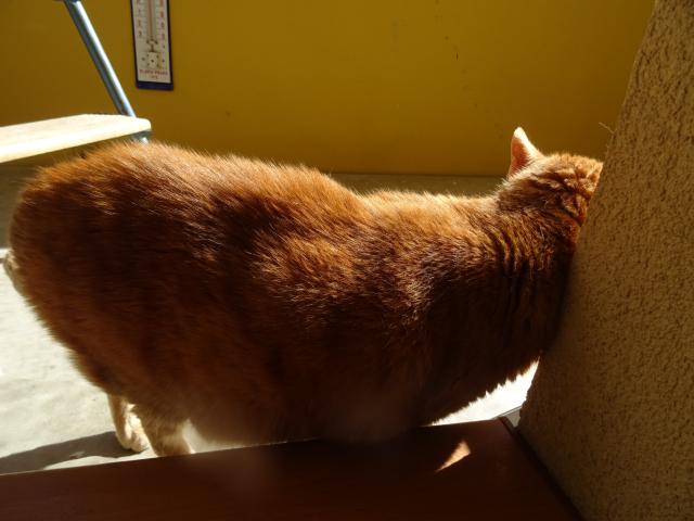 A na kr�ku se taky podrbu.