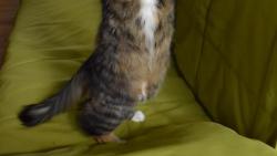 3/4 Pak n�sledoval stoj na zadn�ch.