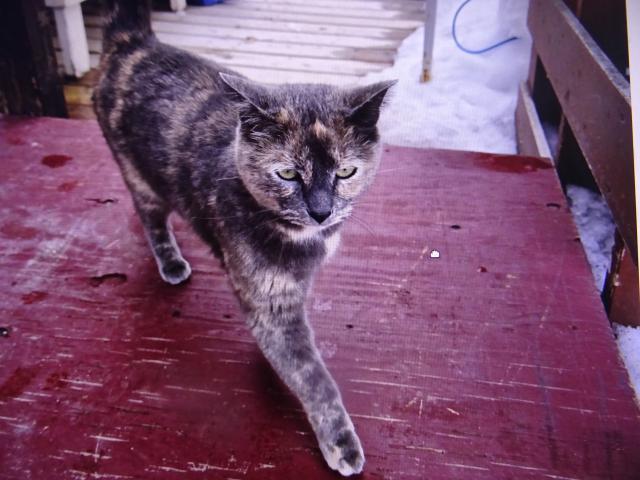 P�n�ci byli na n�v�t�v� u kamar�dky a potkali tam tuhle ko�ku. Jmenuje se Vixie a je to ko�ka odv�n�, chod� s pani�kou na treky.