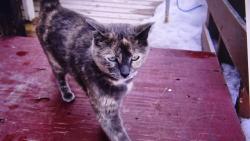 P�n�ci byli na n�v�t�v� u kamar�dky a potkali tam tuhle ko�ku. Jmenuje se Vixie a je to ko�ka odv�n�, chod� s pani�kou na treky.