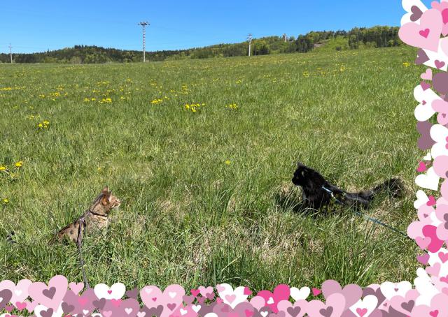 P�eheme kr�sn� kv�tnov� dny 🌸🌼🌷