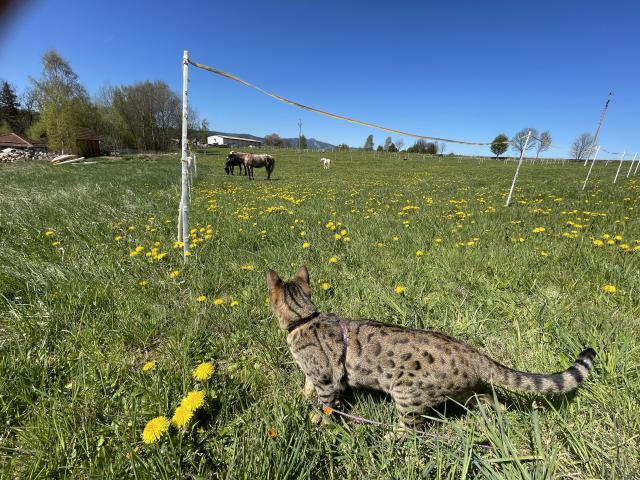 Za zahradou se n�m zase pasou kon��ci 🐎, tak jsme je �li omrknout🤩