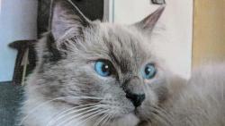 Moje modr� o�i u� nikdy nebudou z��it, moje b�l� tlapky u� nikdy nebudou pl�cat do vody v misce, u� nikdy nebudu r�no okupovat  okno a pozorovat pt��ky. U� jsem za duhov�m mostem...