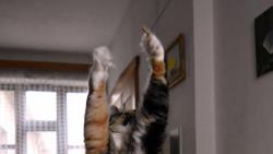 1/2 Jan blbne s Kry�p�nou, tak se mnou si mus� hr�t Renata.