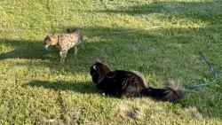 A pak hur� dom�, aby se n�m nesp�lily ko��ky 😹