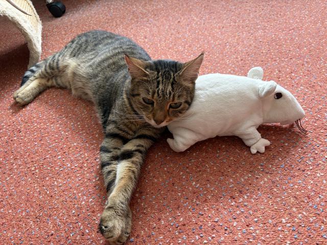 Tak to bude teda mazec 😺 ale o Klotyldu se teda d�lit nebudu!!!