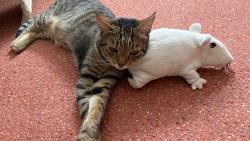 Tak to bude teda mazec 😺 ale o Klotyldu se teda d�lit nebudu!!!