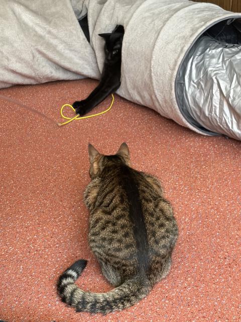 Spole�n� hr�tky 😻