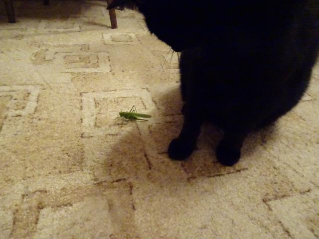 Kobylko, budeme se spolu kamar�dit, chce� ?