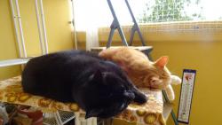 Dne�n� odpoledn� siesta.