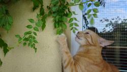 Mus�, si je�t� u��t zeleniny, za chv�li list� za�ne �loutnout.