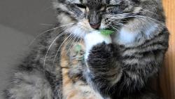 2/3 Nejd��v teda �muchnu. Hmm, to by �lo.