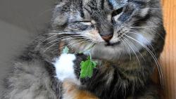 3/3 Te� taky ko�tnu. I chu�ov� �anta pro�la. Renato, m��e� su�it.