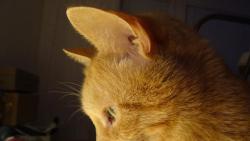 Tak m�m takov� dojem, �e m�m trochu v�t�� u�i. �e by to bylo ze �anty ? :-))
