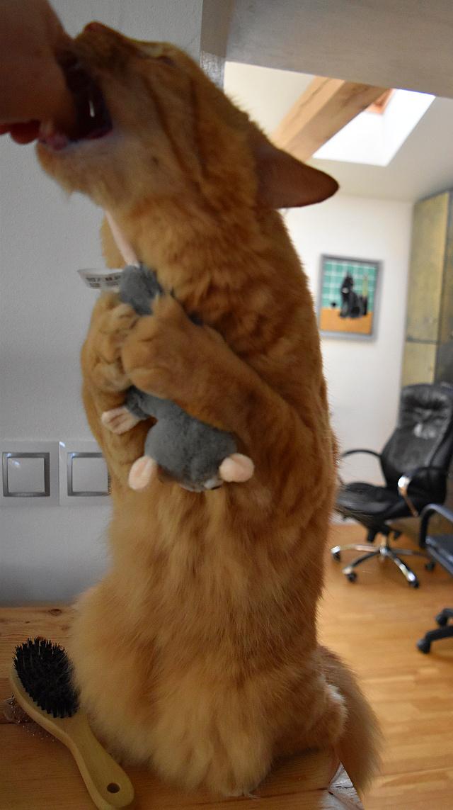 Fotka u koment��e