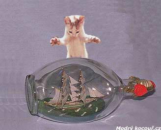 Námořnické pověry o kočkách
