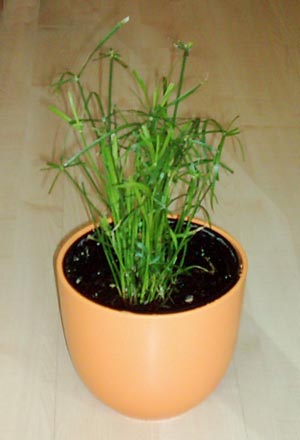 Šáchor (Cyperus, papyrus) - kočičí pochoutka