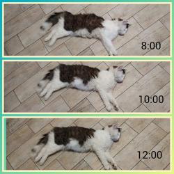 Časosběrný snímek ze života jednoho kocoura