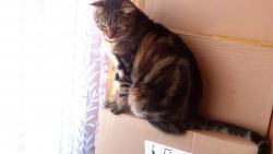 ,njak nov rozhledna,ju nov nbyteek bude,u se tm,a na nj vylezu