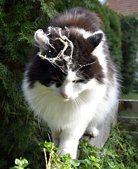 Takhle krsn ozdoben jsem se dneska pila ukzat. Renata z toho ale naden nebyla, nechpu...