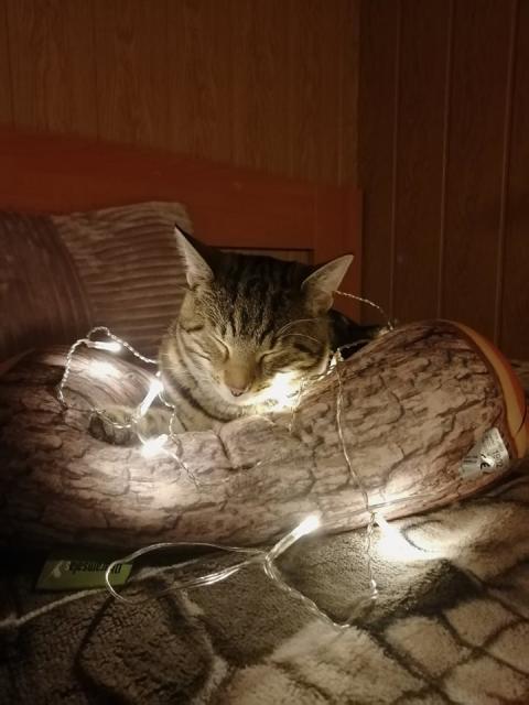 ����,zaase jsou tu v�noce,copak jsem n�jak� strome�ek p�n��ku