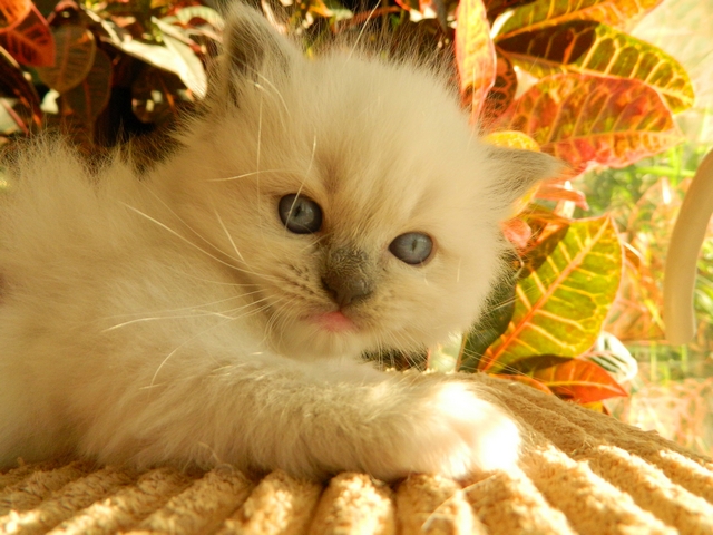 Plemeno koček ragdoll - Pearl Princess Jantario Wittek, blue mitted, 4 týdny