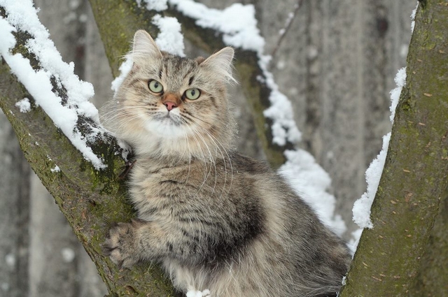 Dospělá sibiřská kočka, klasické zbarvení