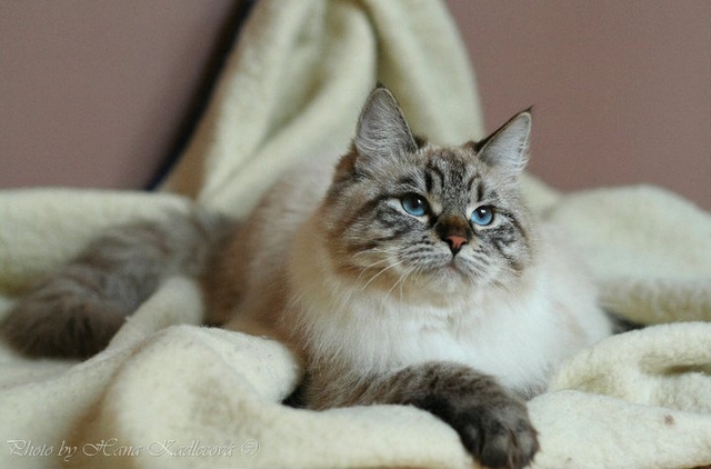 Dospělá sibiřská kočka v něvském zbarvení