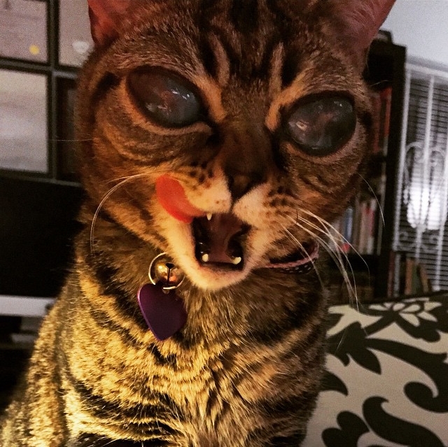 Matilda the Alien Catufo kočka