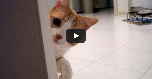 Video: kočky na lovu