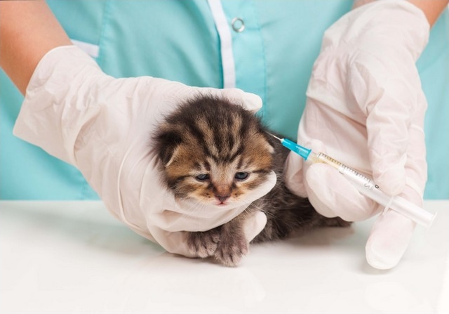 Očkování koček
