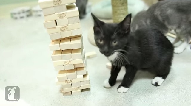 Video: kočky hrají jenga věž!