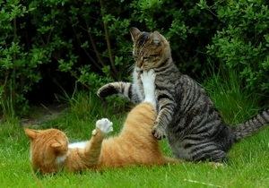Kočičí rvačky