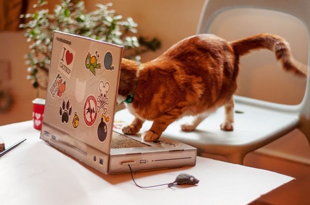 Kočičí laptop-škrabadlo ze SuckUK