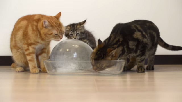 Veterinární poradna: Ledové osvěžení koček