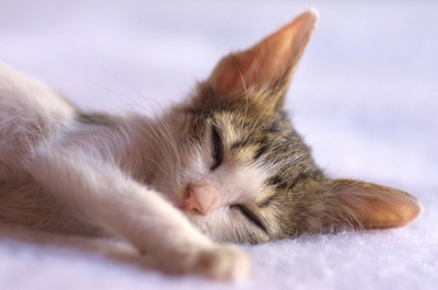 Veterinární poradna: Jak se pozná stáří kotěte
