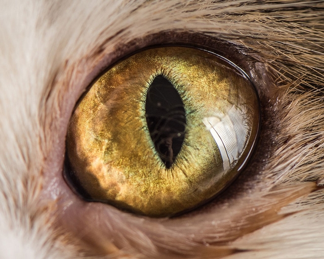 Kočičí oči 10