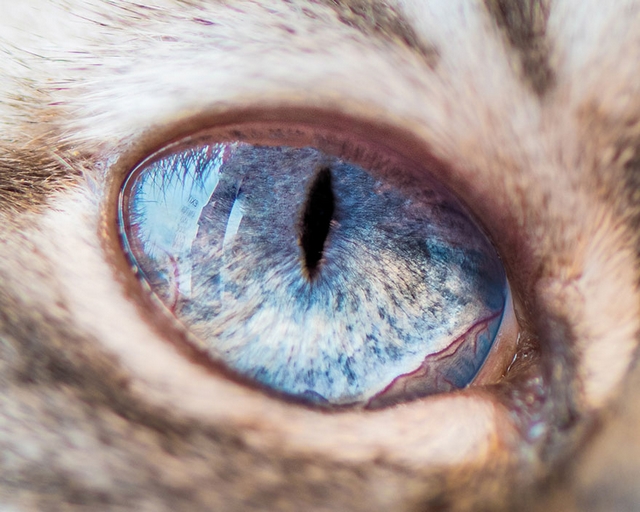 Kočičí oči 11