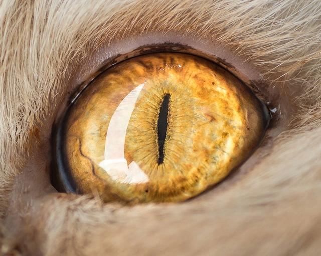 Kočičí oči 13