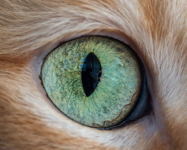 Kočičí oči 14