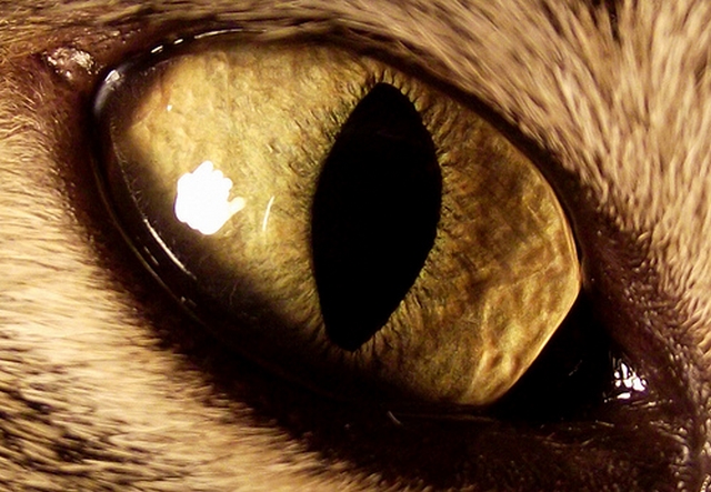 Kočičí oči 15