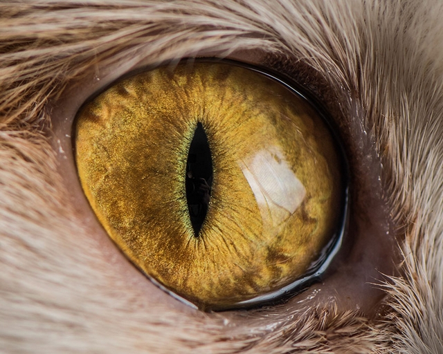 Kočičí oči 3