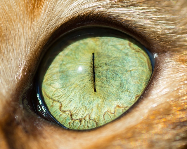 Kočičí oči 4